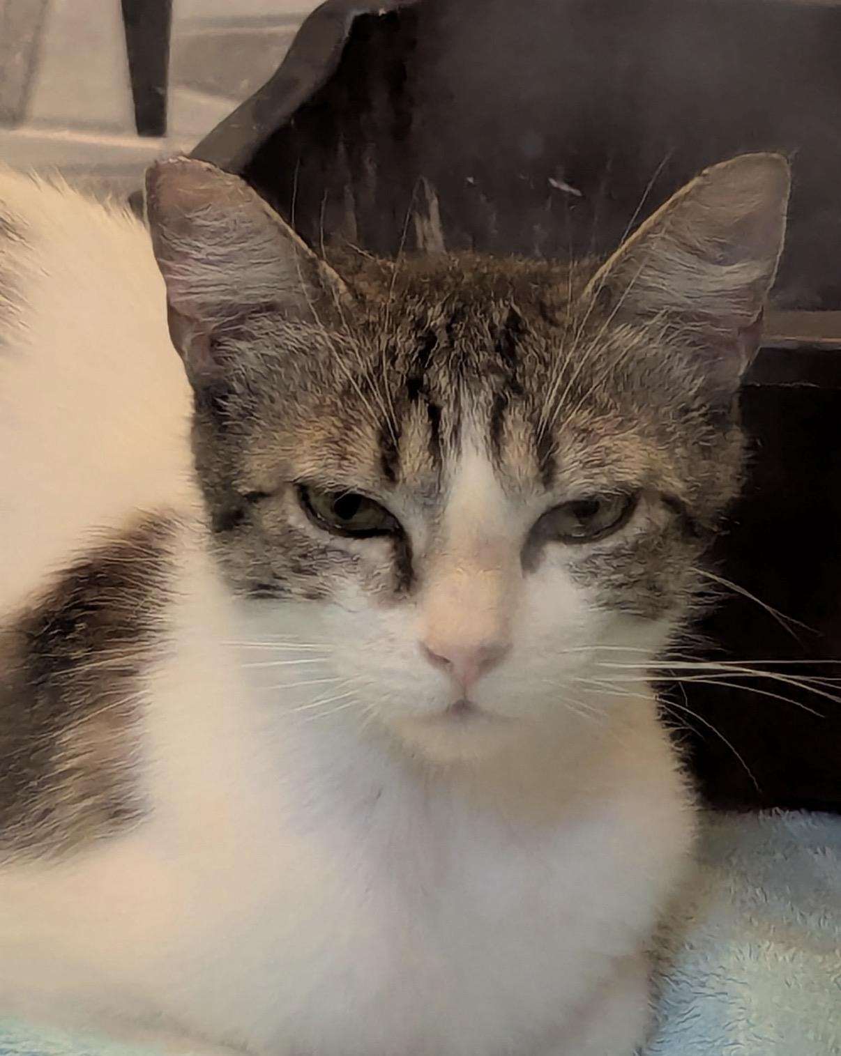 Sadie Jade, a Adoptable Domestic Short Hair in San Jose, CA image 3/4