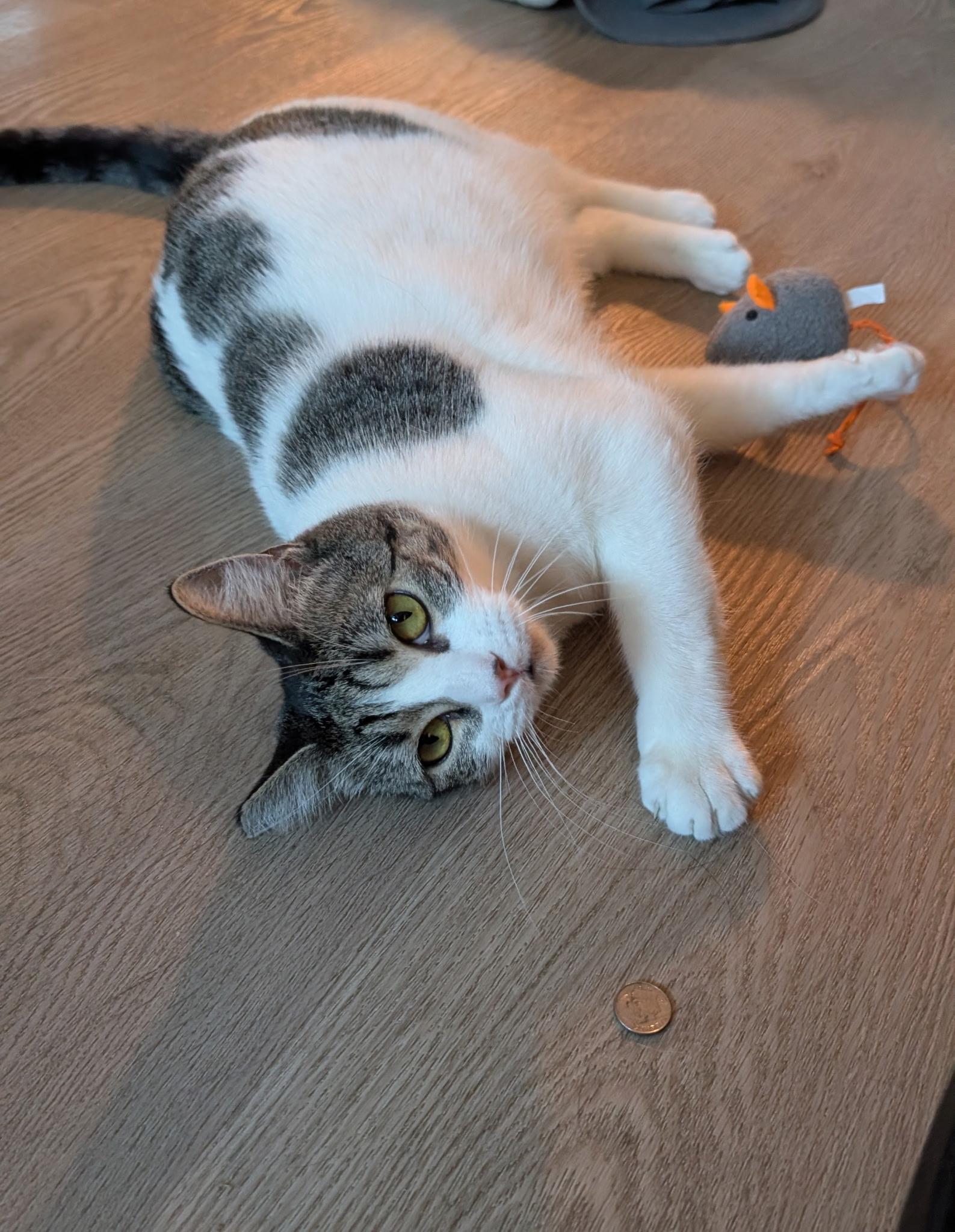 Enlarge Sadie Jade, a Adoptable Domestic Short Hair in San Jose, CA image 2/5