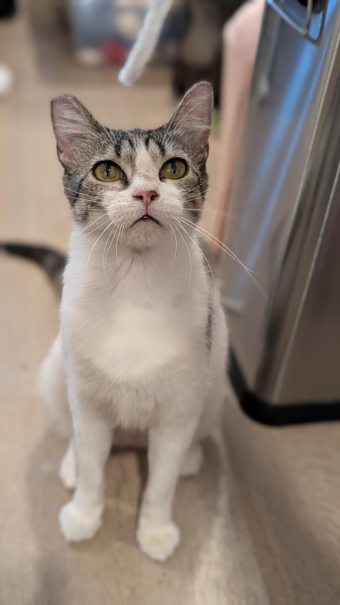 Sadie Jade, a Adoptable Domestic Short Hair in San Jose, CA image 1/6