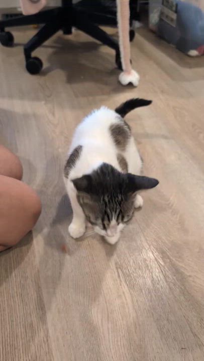 Enlarge Sadie Jade, a Adoptable Domestic Short Hair in San Jose, CA video 5/6