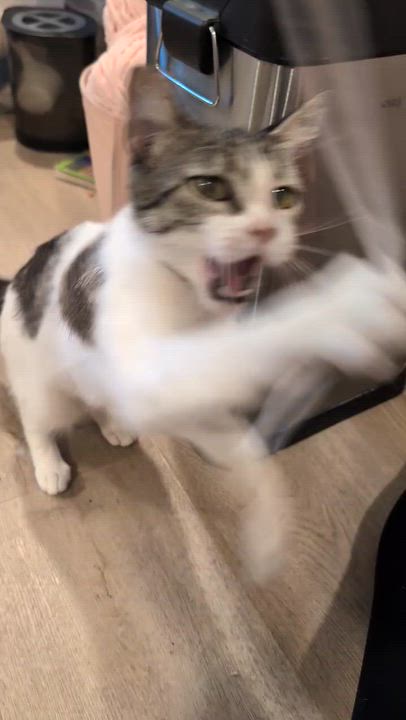 Enlarge Sadie Jade, a Adoptable Domestic Short Hair in San Jose, CA video 3/6