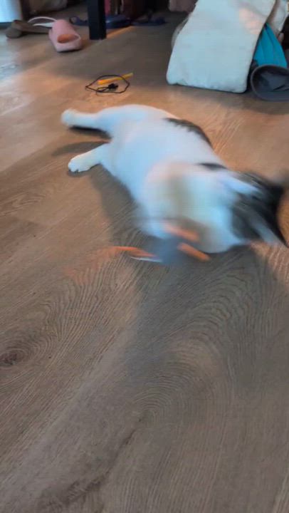 Enlarge Sadie Jade, a Adoptable Domestic Short Hair in San Jose, CA video 5/5