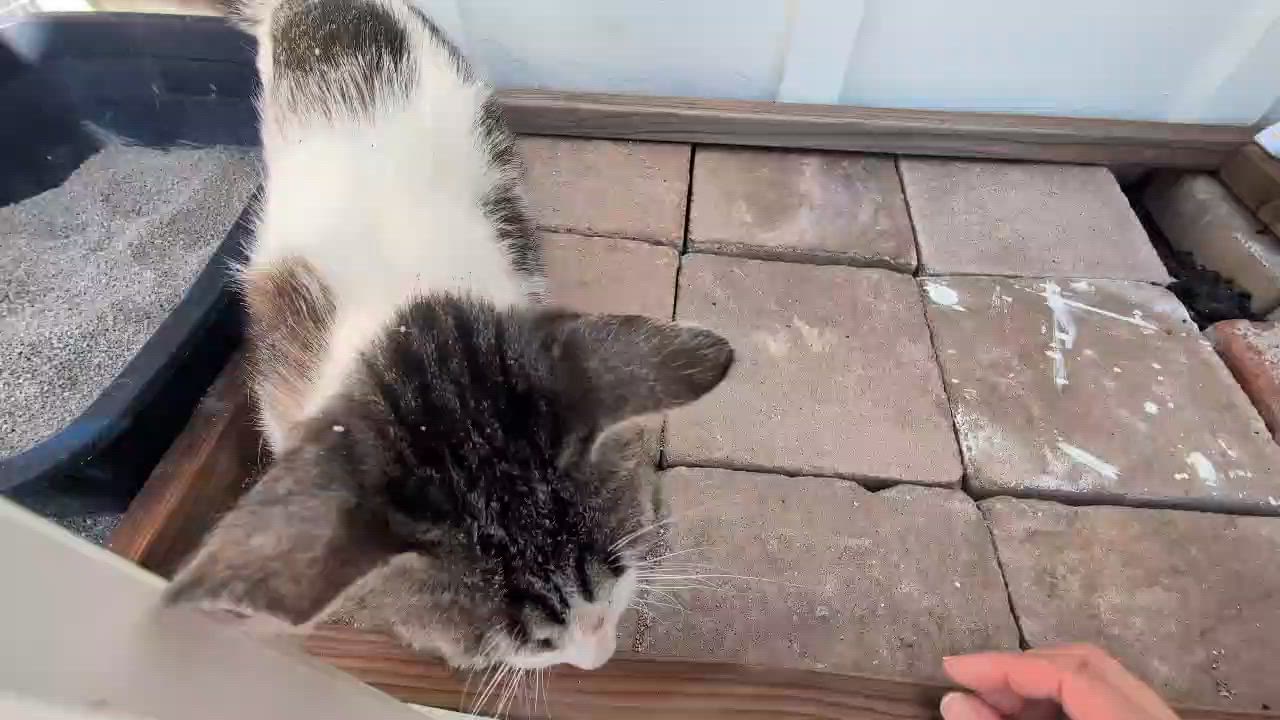 Enlarge Sadie Jade, a Adoptable Domestic Short Hair in San Jose, CA video 4/4