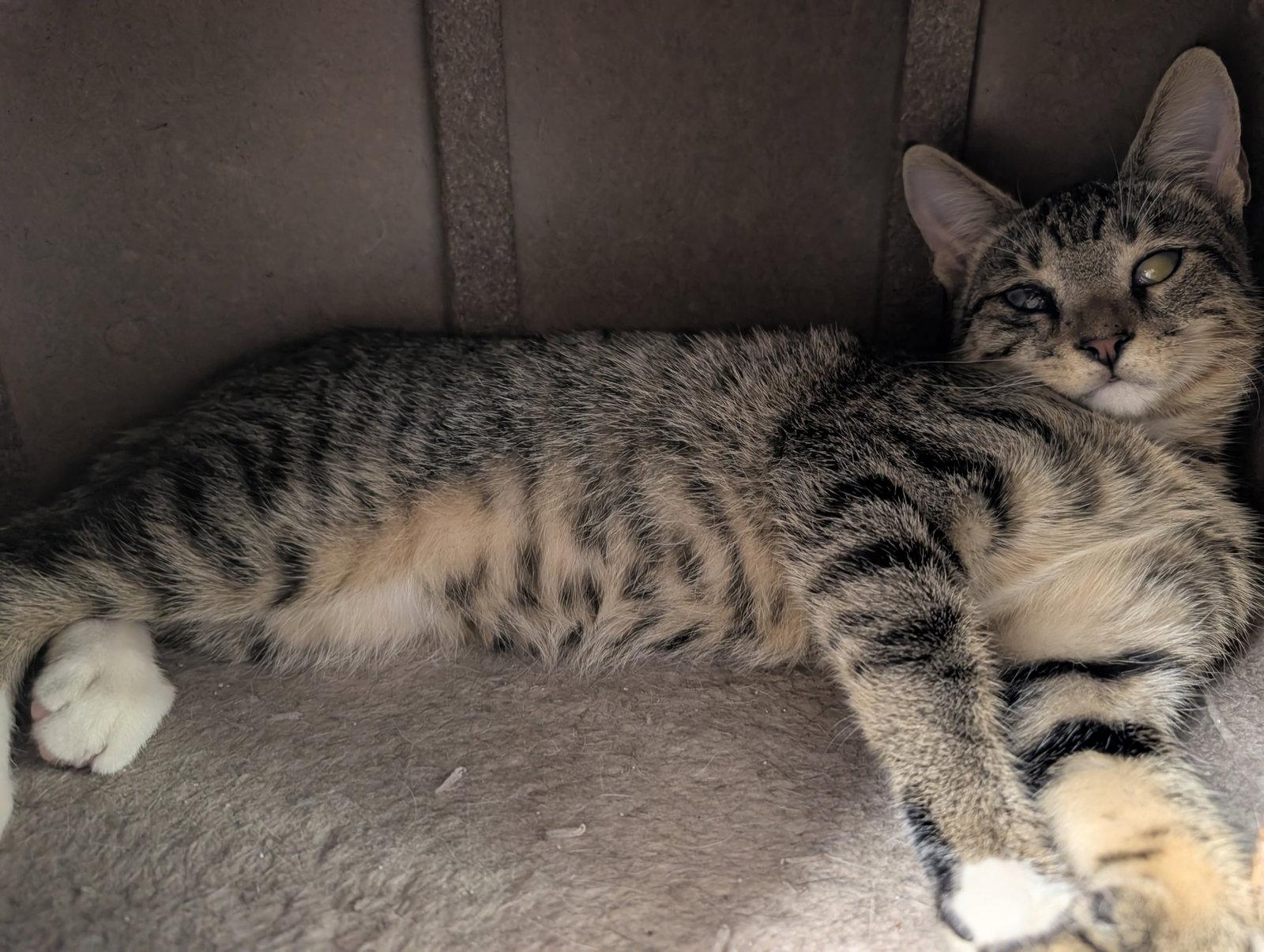 Magoo 6.9.26 (med waiver), Adoptable, Young Male Domestic Short Hair.