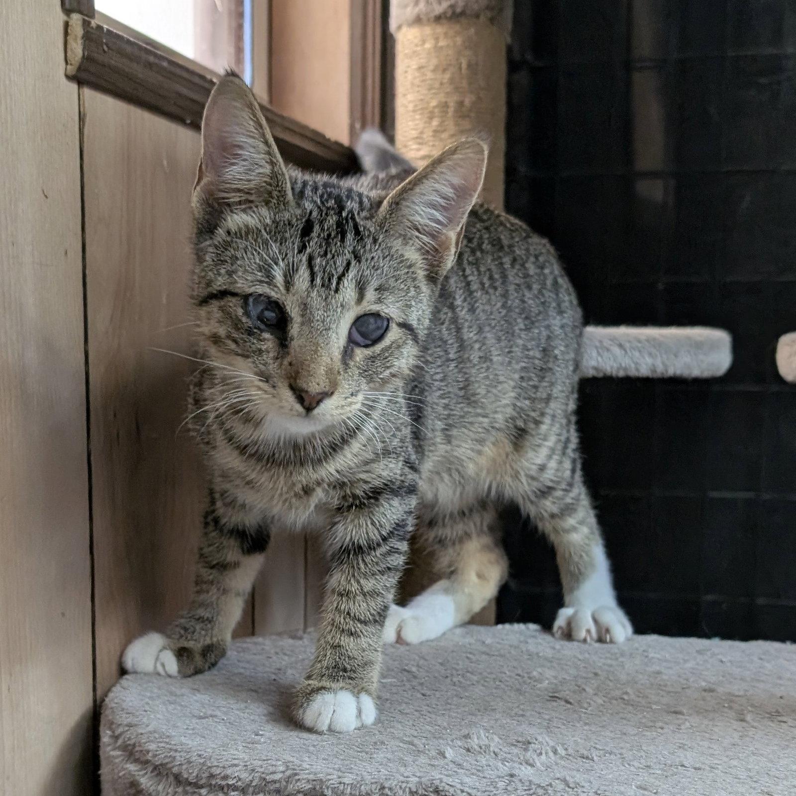 Enlarge Magoo 6.9.26 (med waiver), a Adoptable Domestic Short Hair in Apopka, FL image 2/2