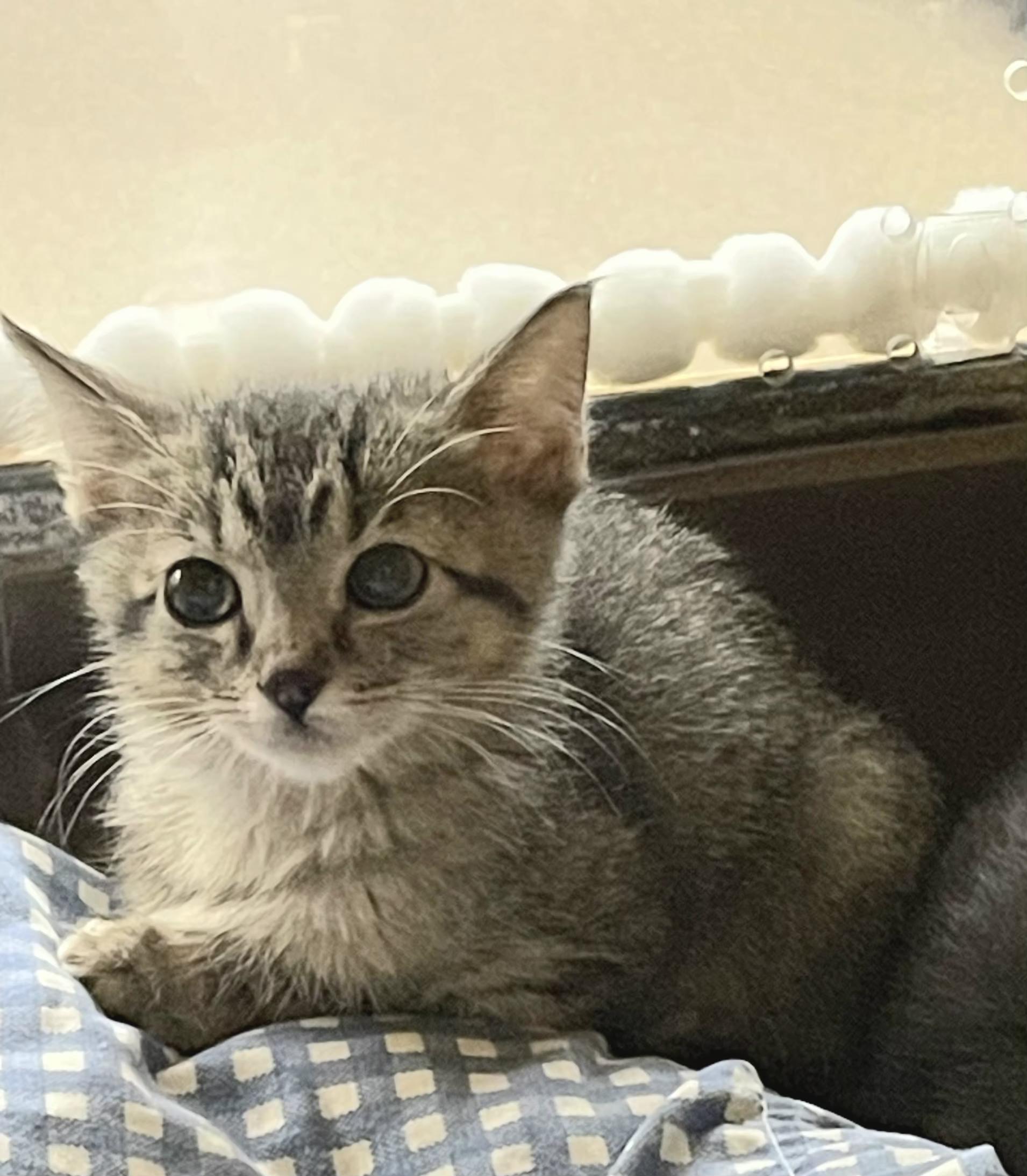 Enlarge Zolya, an adopted mixed breed in Albuquerque, NM image 2/2