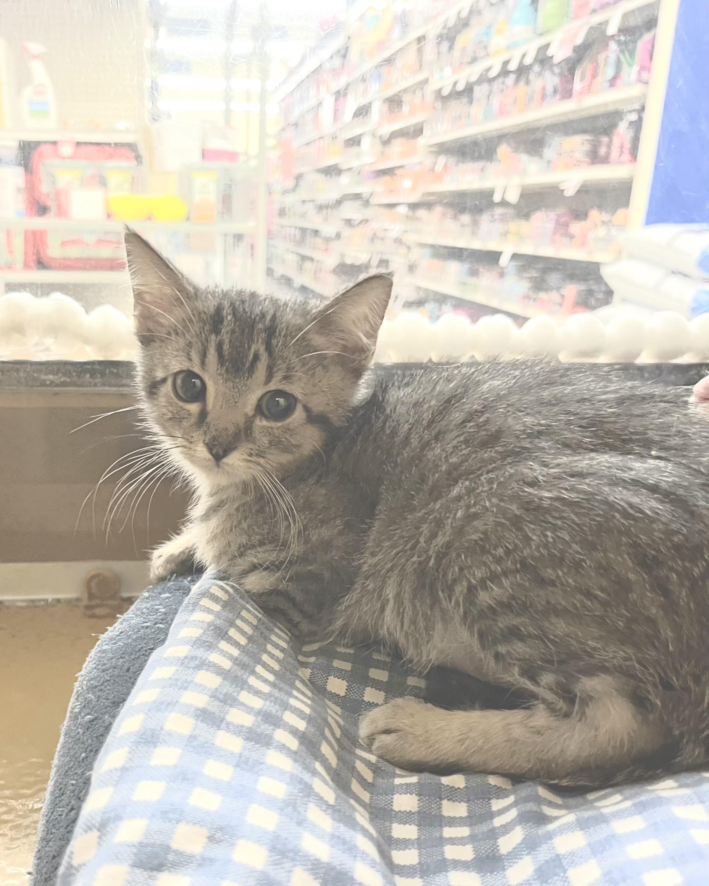 Zolya, adopted, Kitten Female Tabby.