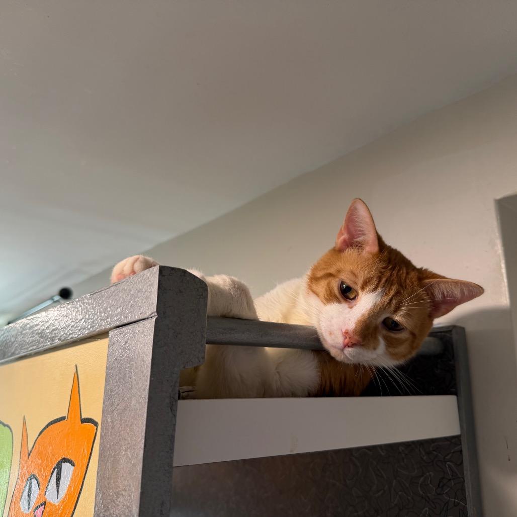 Poptart, a Adoptable Domestic Short Hair in Oyster Bay, NY image 1/4