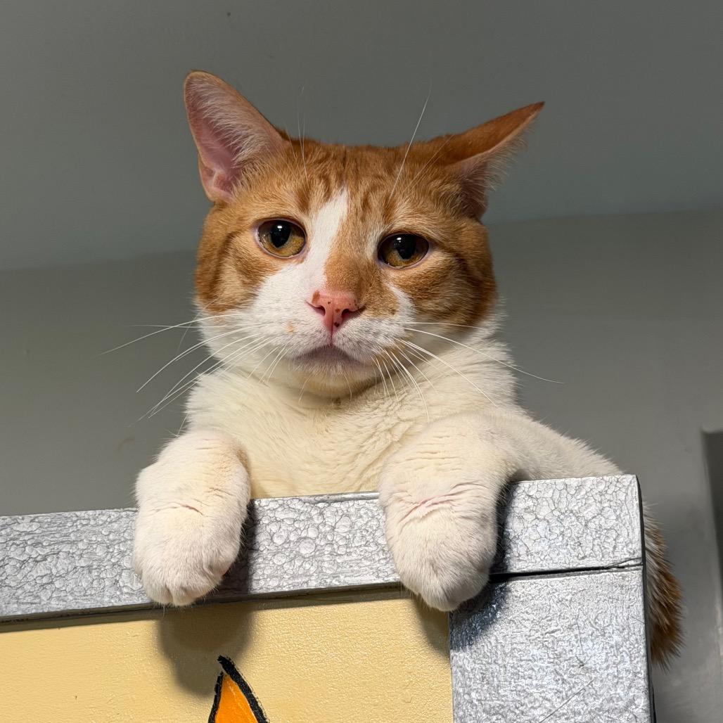 Poptart, a Adoptable Domestic Short Hair in Oyster Bay, NY image 2/4