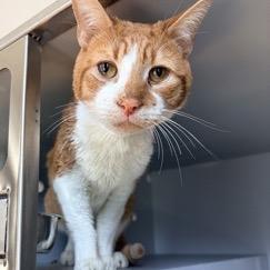 Poptart, Adoptable, Senior Male Domestic Short Hair.
