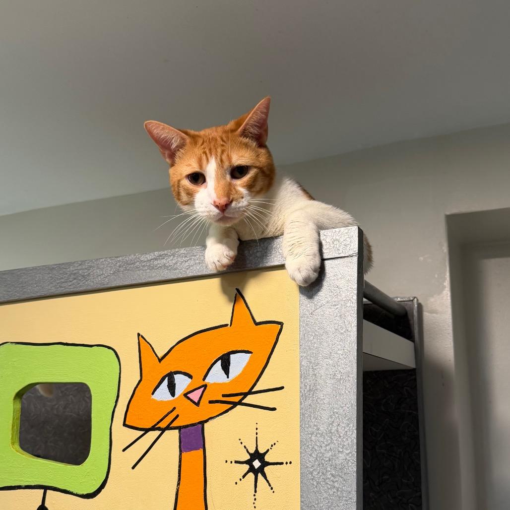 Poptart, a Adoptable Domestic Short Hair in Oyster Bay, NY image 4/4