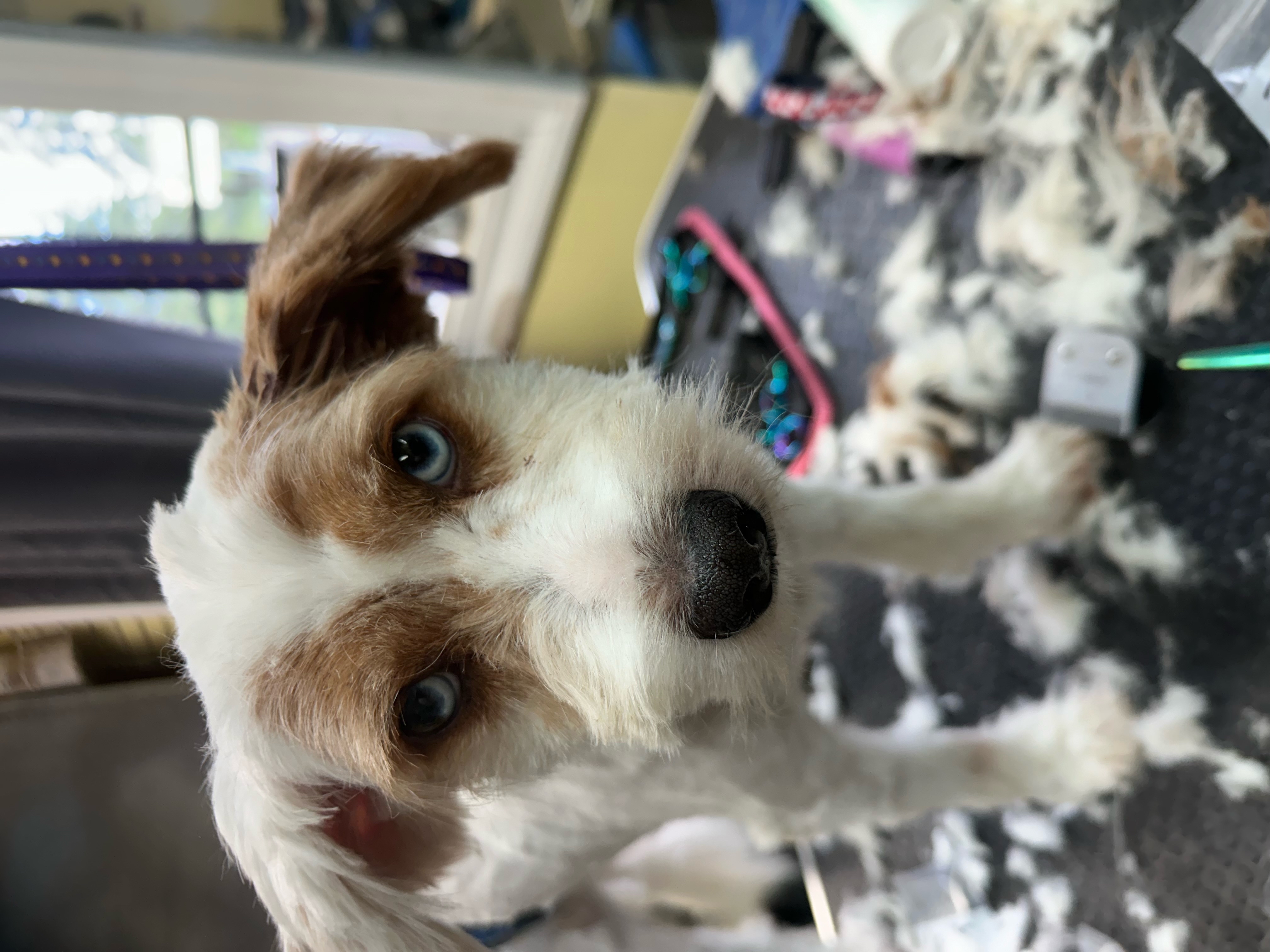 Basil, a Adoptable mixed breed in lynnwood , WA image 2/2