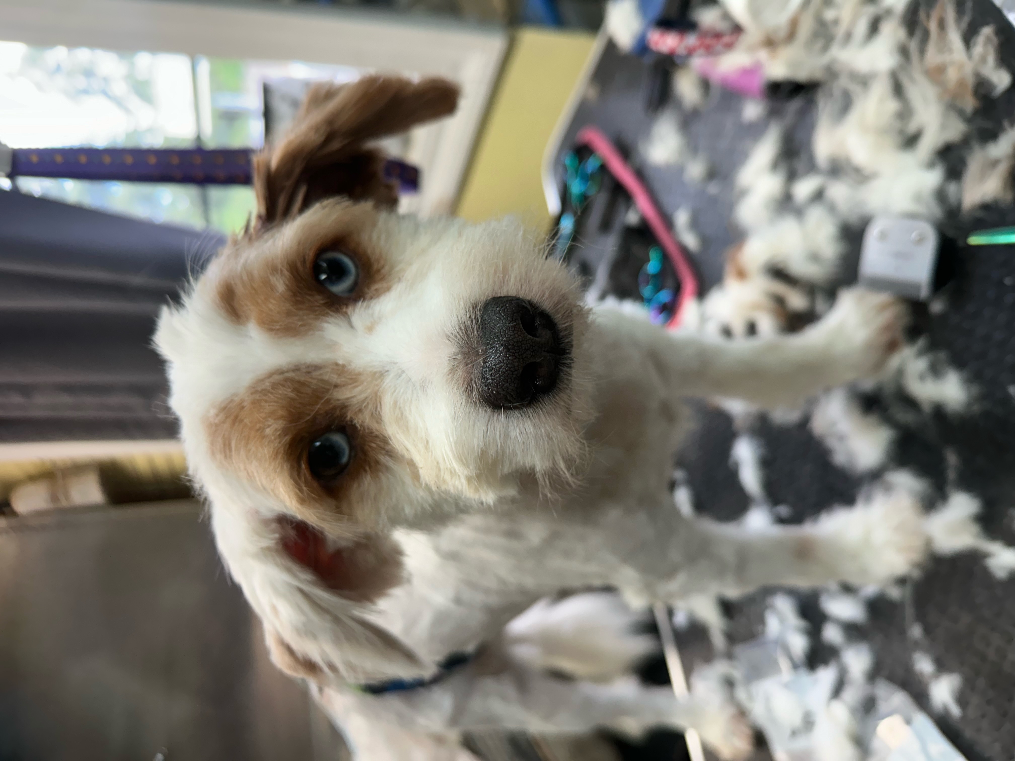 Basil, a Adoptable mixed breed in lynnwood , WA image 1/2