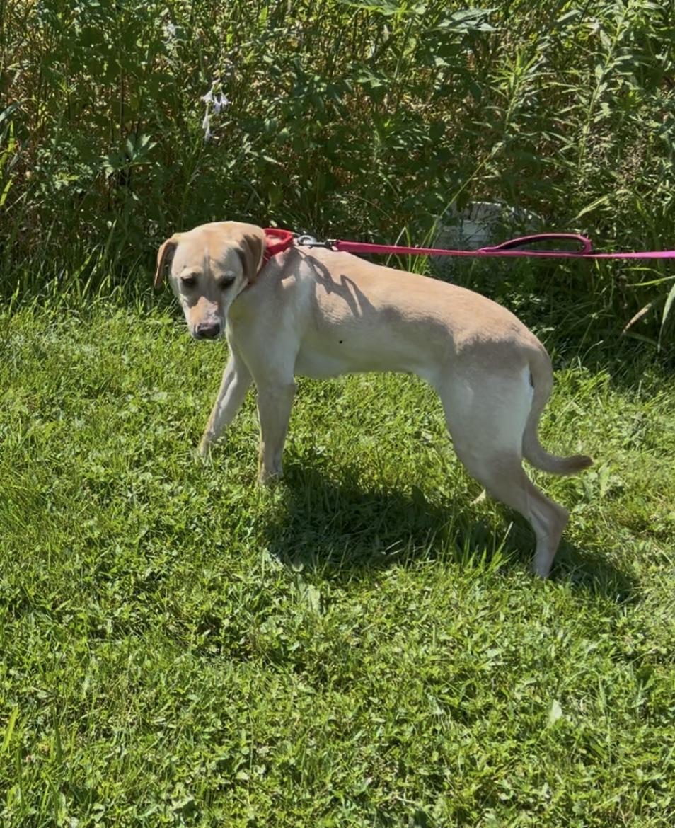 Luna Lee-Not Accepting Applications Yet!