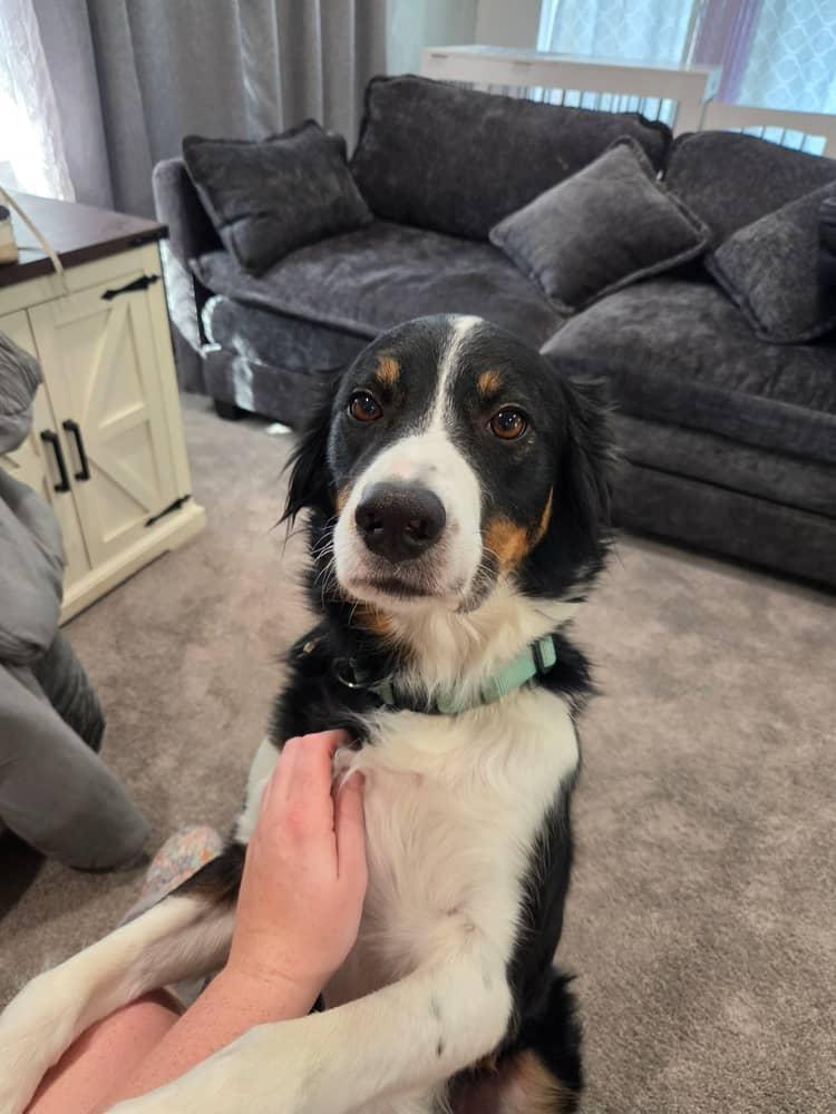 Blaze (COURTESY POST), Adoptable, Adult Male Border Collie.