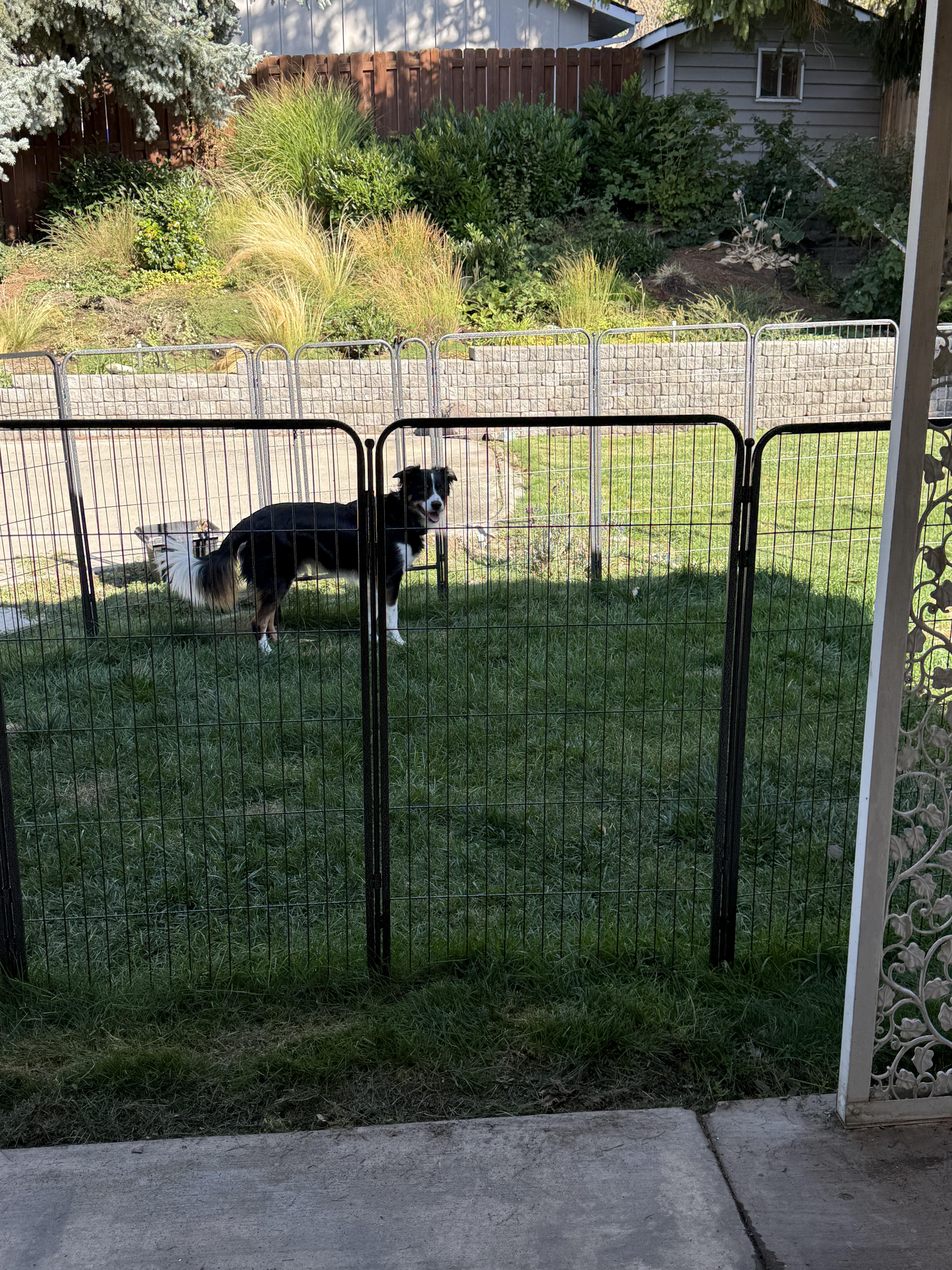 Enlarge Blaze (COURTESY POST), a Adoptable Border Collie in Lewiston, ID image 2/2