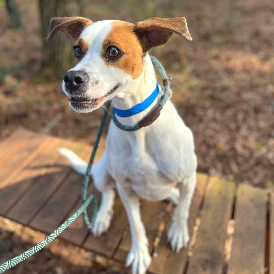 Rockie — thumbnail 2