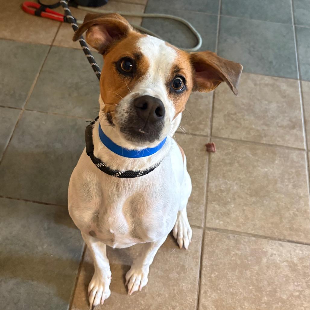 Rockie — thumbnail 3