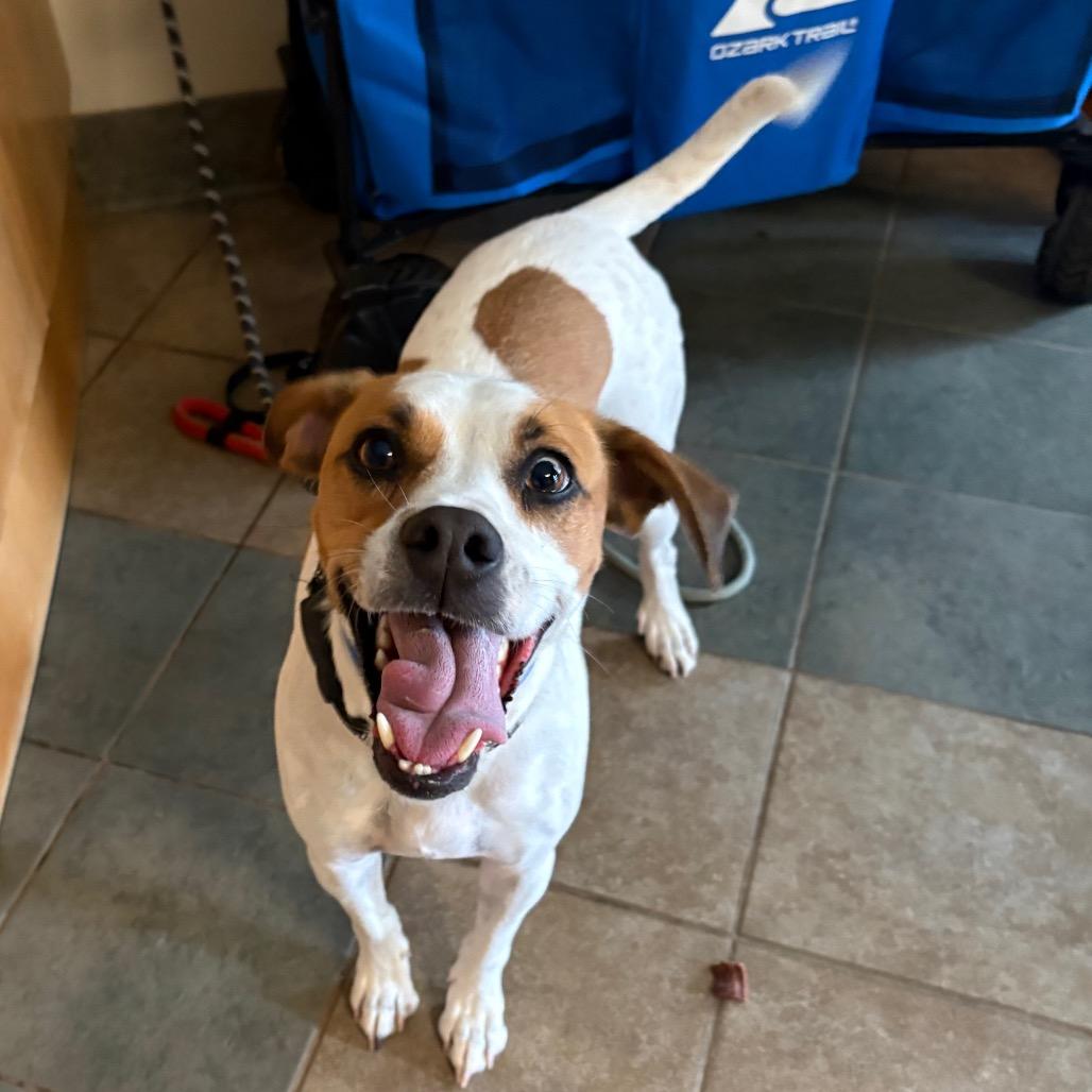 Rockie — thumbnail 4