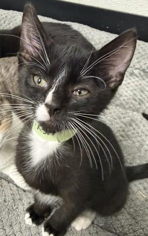 Lucy, Adoptable, Kitten Female Domestic Short Hair.
