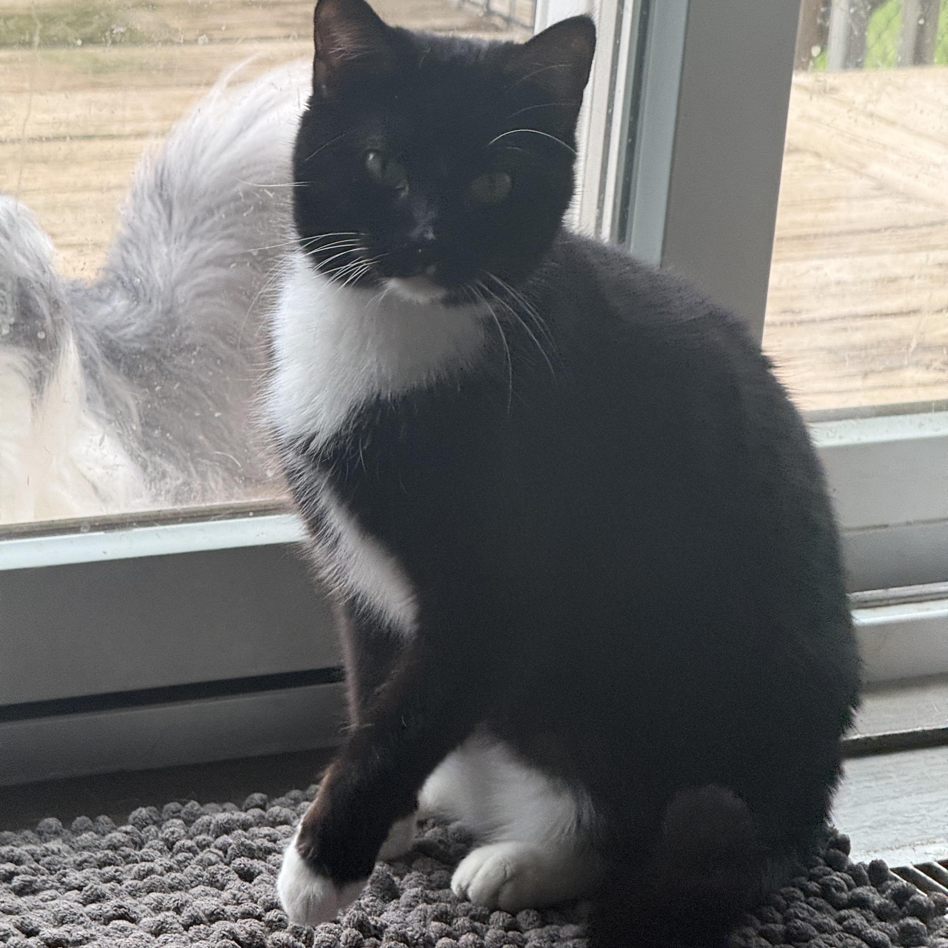 Enlarge Halo, a Adoptable Tuxedo in Woodville , WI image 4/6