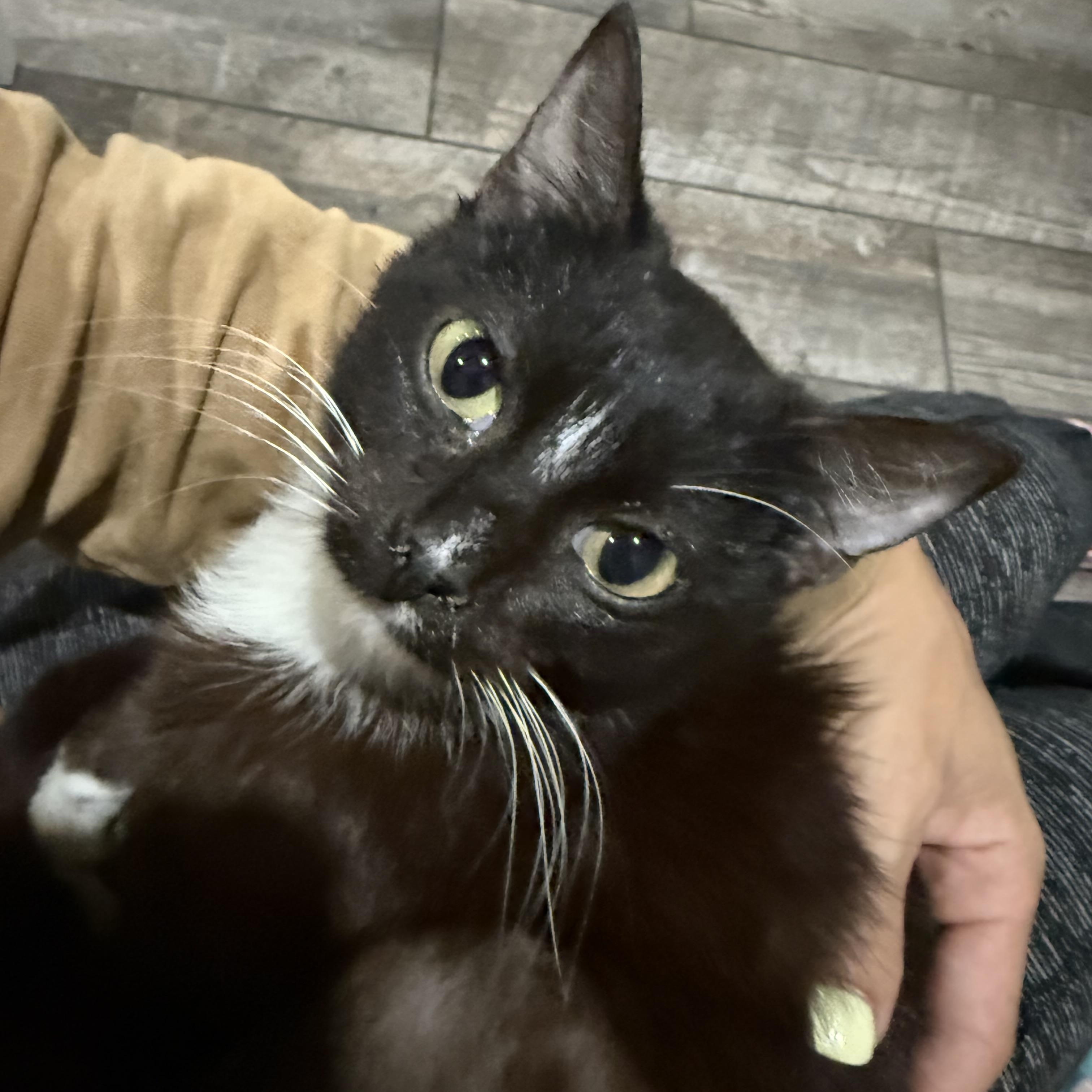 Enlarge Halo, a Adoptable Tuxedo in Woodville , WI image 2/6