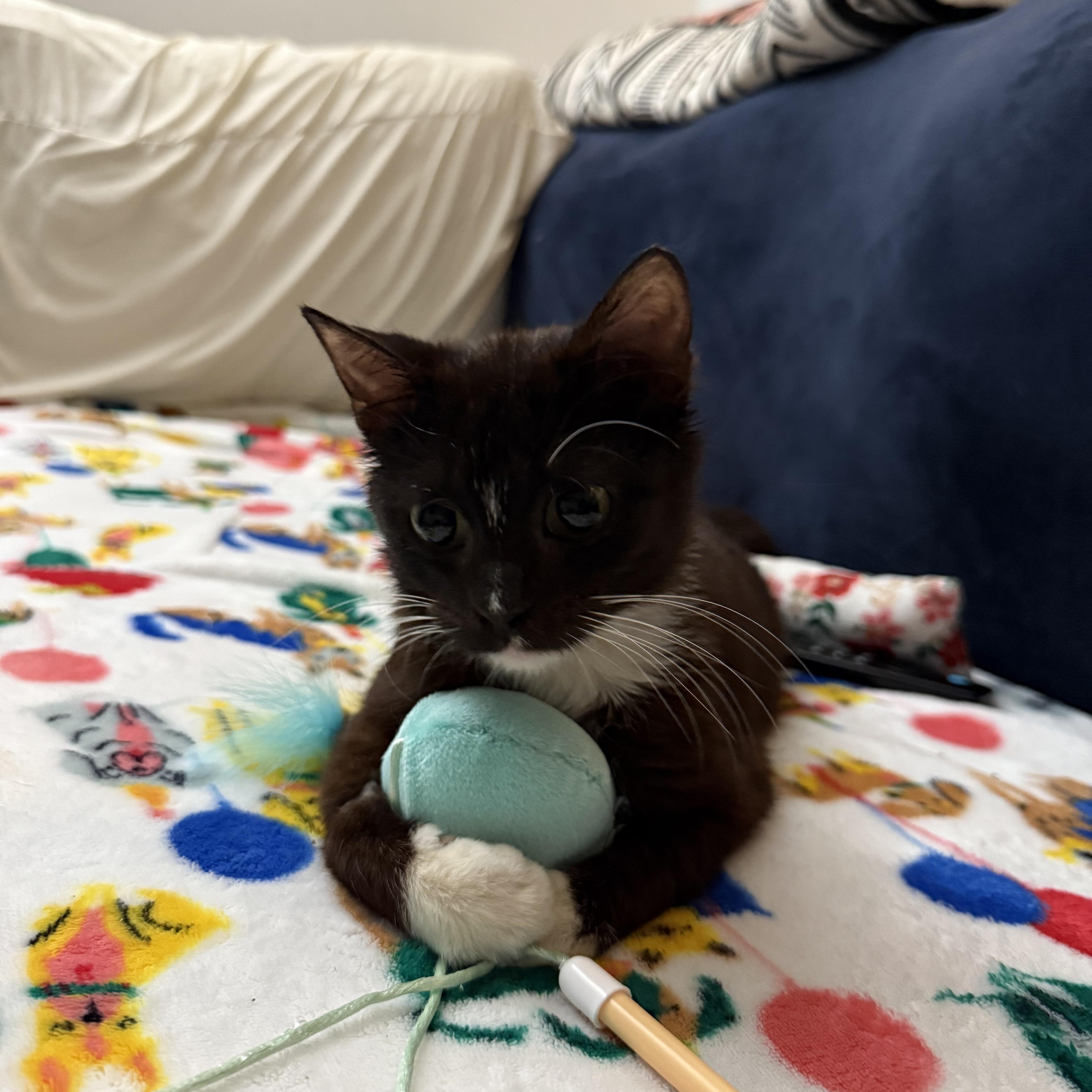 Enlarge Halo, a Adoptable Tuxedo in Woodville , WI image 3/6