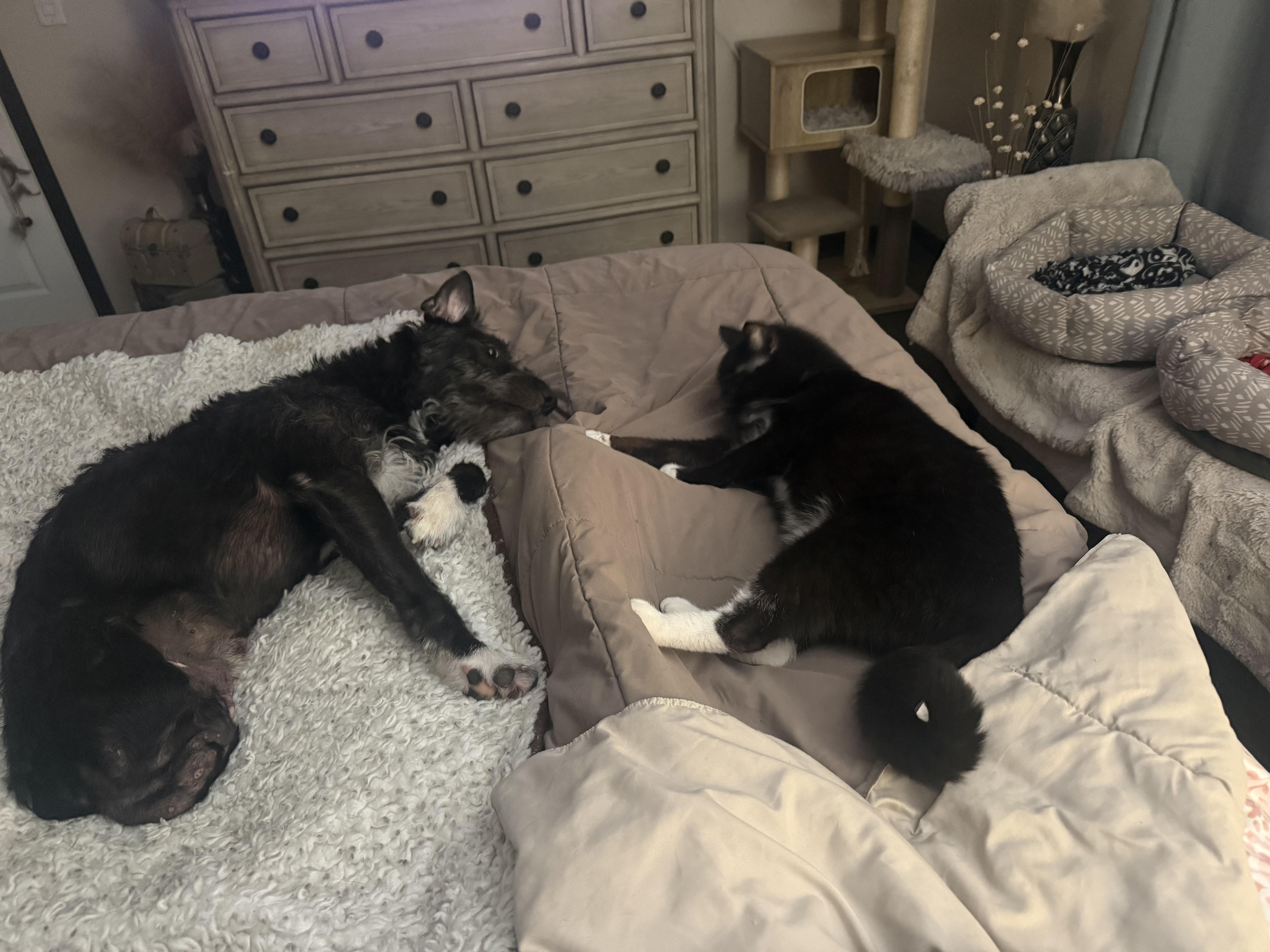 Enlarge Halo, a Adoptable Tuxedo in Woodville , WI image 6/6
