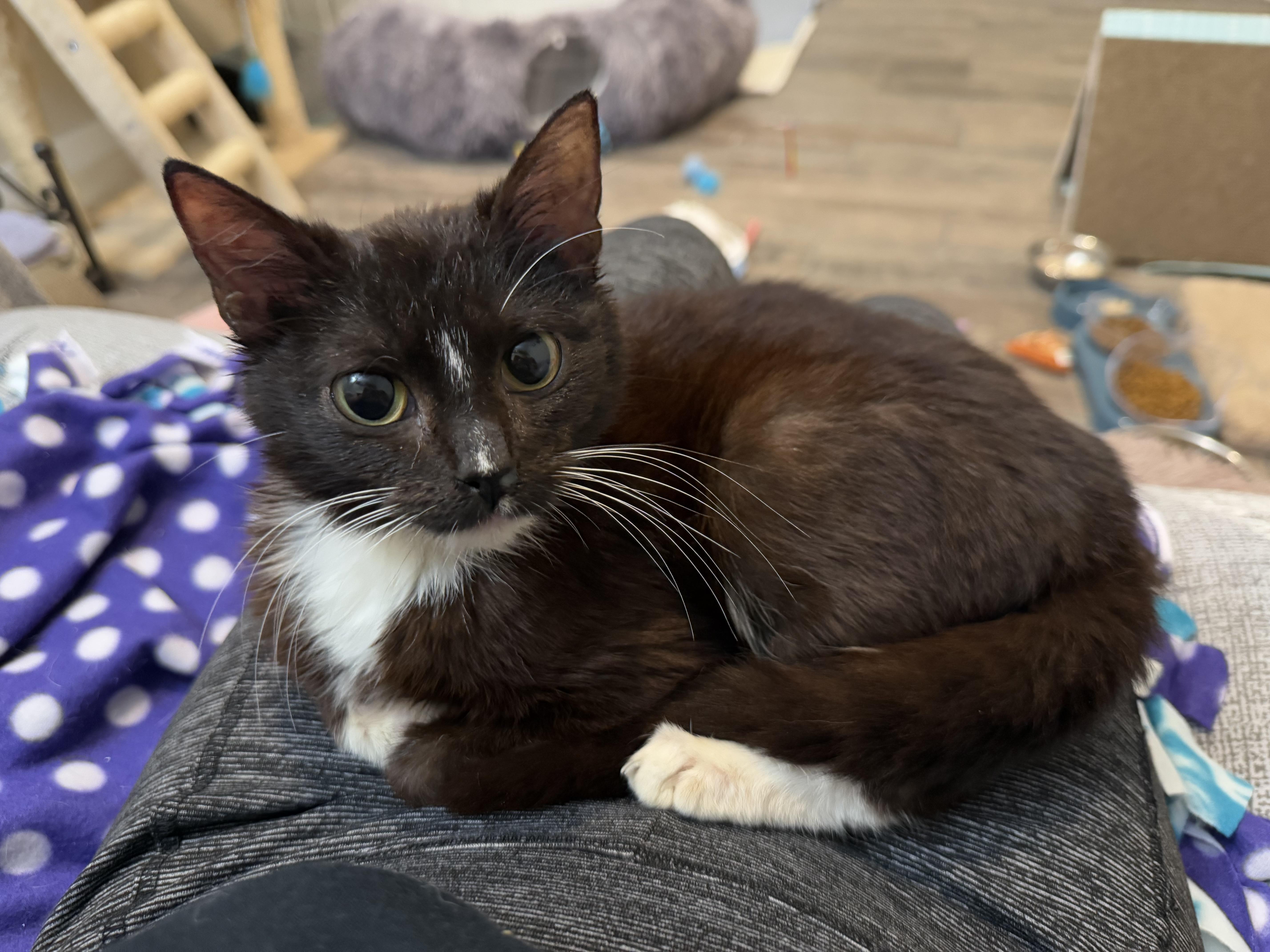 Enlarge Halo, a Adoptable Tuxedo in Woodville , WI image 4/6