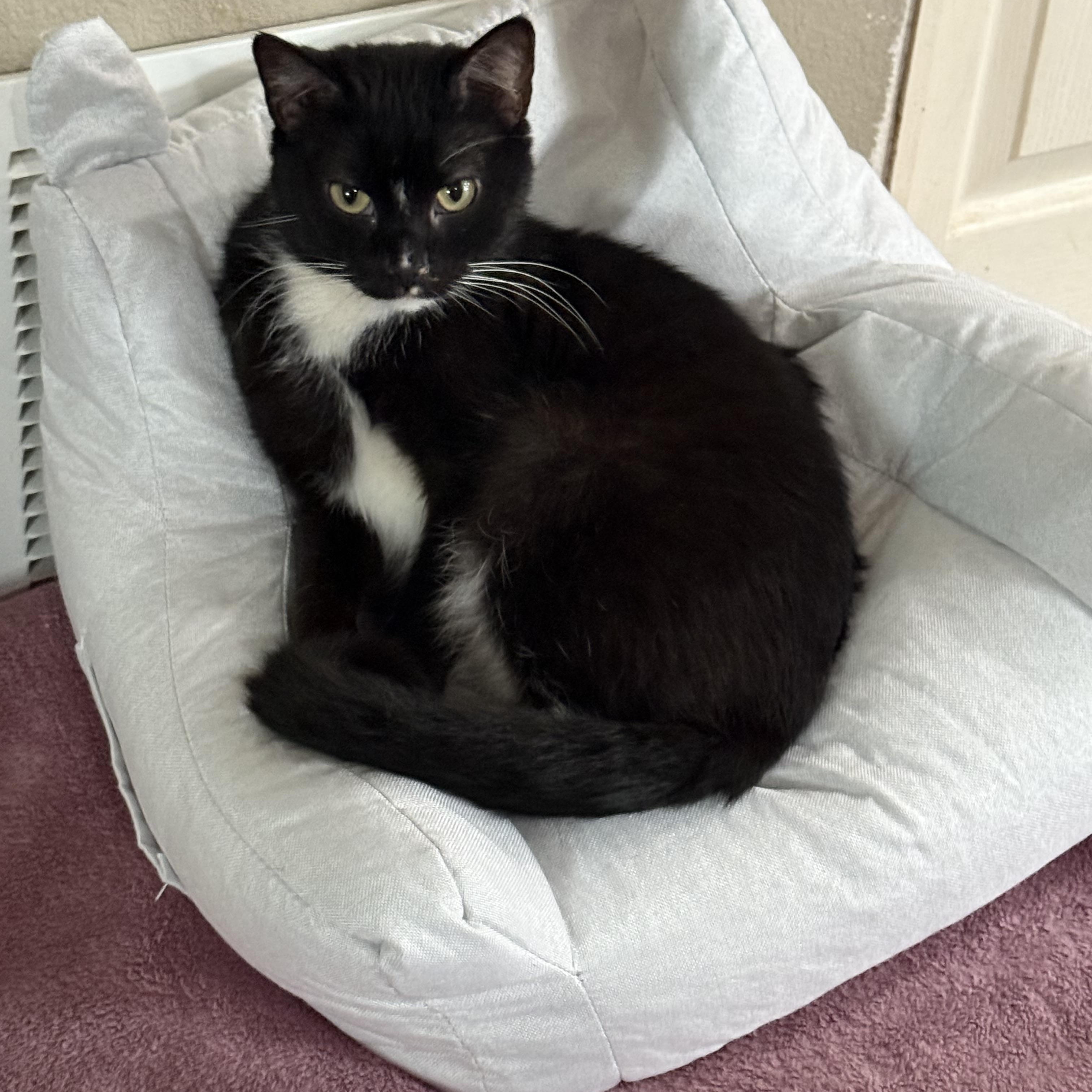 Enlarge Halo, a Adoptable Tuxedo in Woodville , WI image 1/6