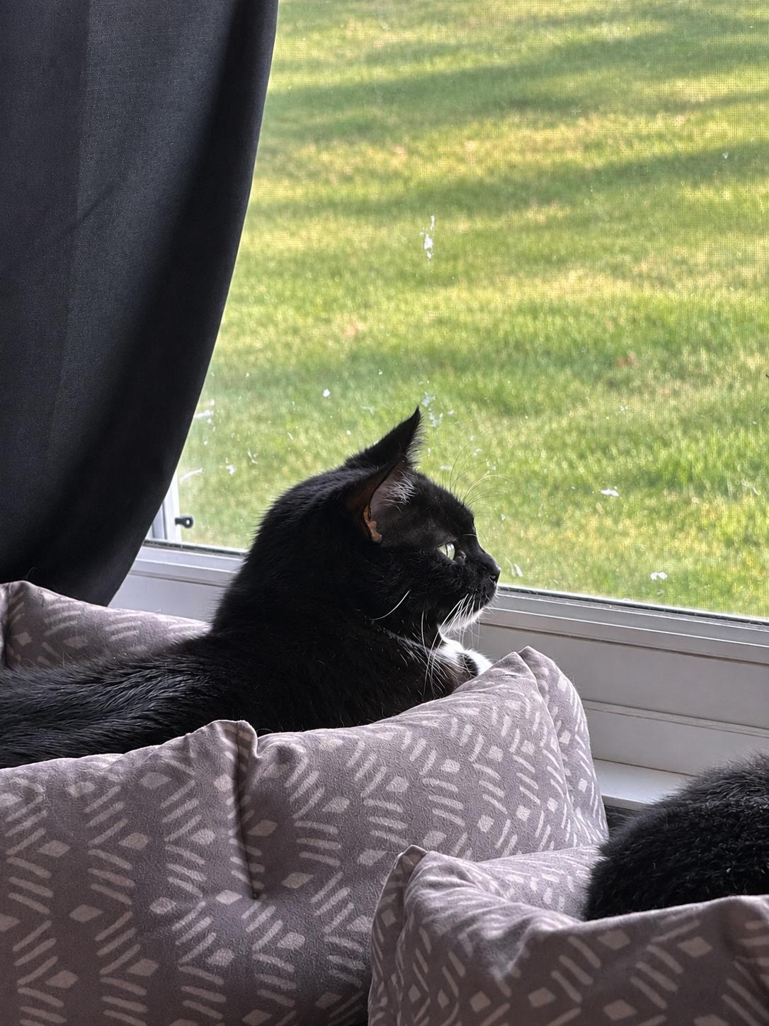 Enlarge Halo, a Adoptable Tuxedo in Woodville , WI image 5/6