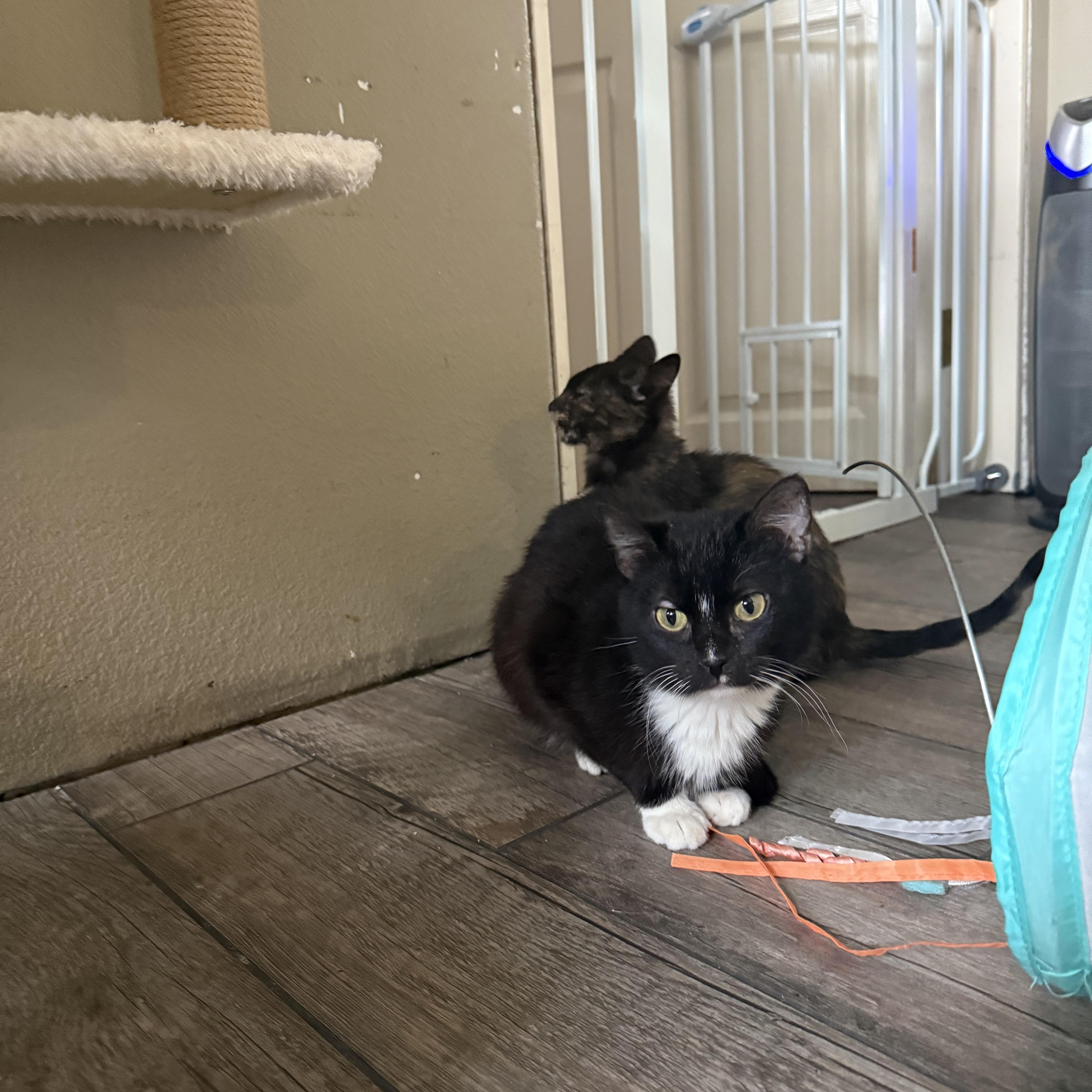Enlarge Halo, a Adoptable Tuxedo in Woodville , WI image 6/6