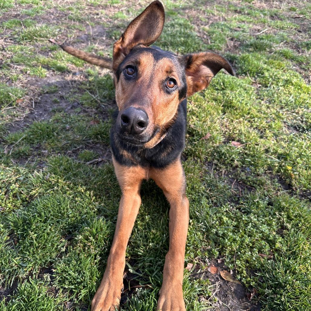 Eve, Adoptable, Young Female Doberman Pinscher & German Shepherd Dog.