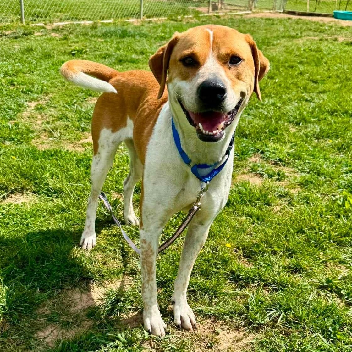 Ramen, ADOPTABLE, Young Female Beagle & Treeing Walker Coonhound.