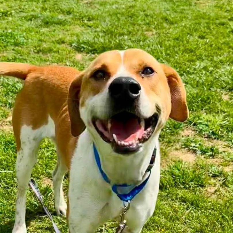 Ramen, a ADOPTABLE mixed breed in Somers, CT image 2/6