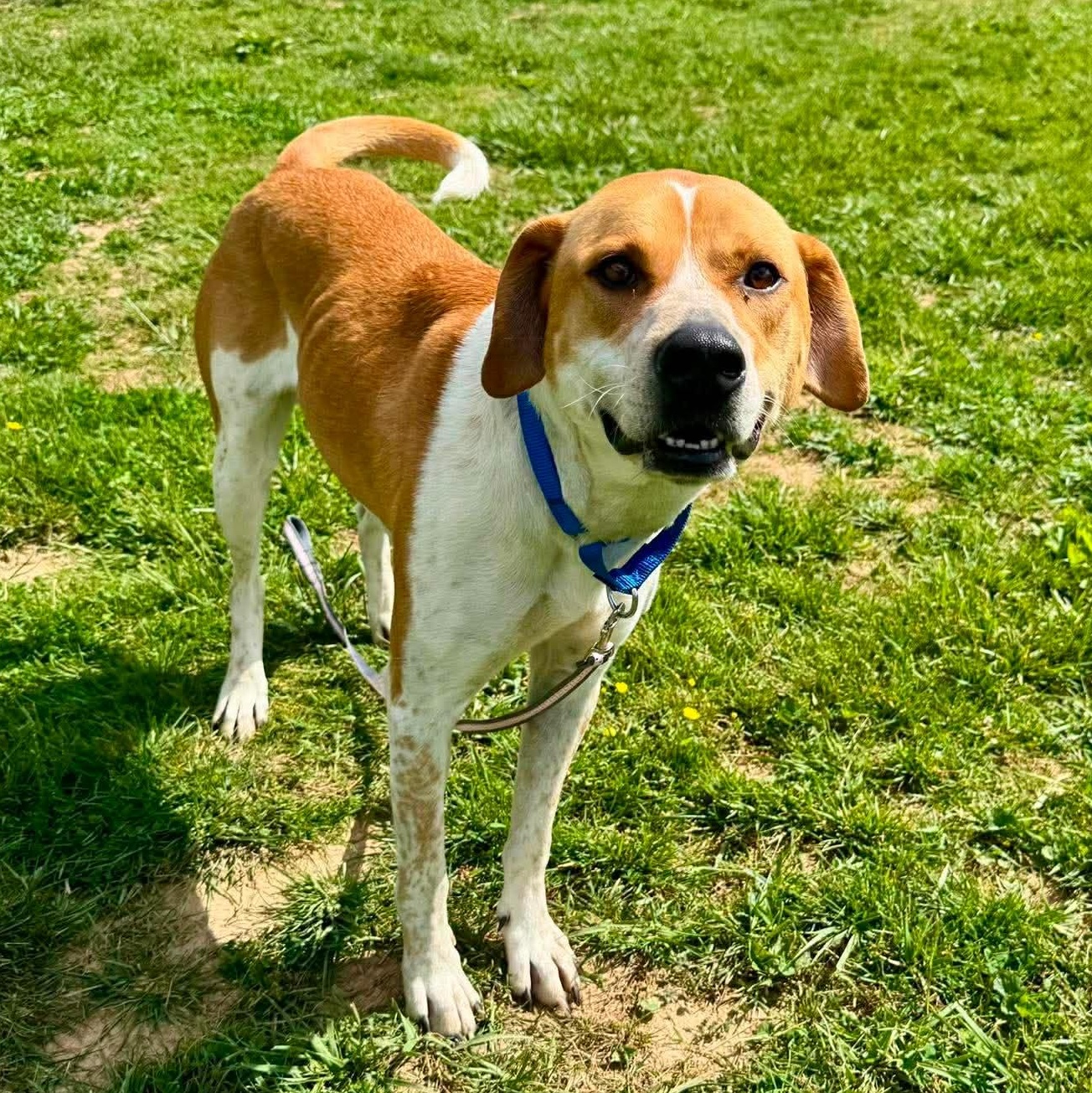 Ramen, a ADOPTABLE mixed breed in Somers, CT image 3/6