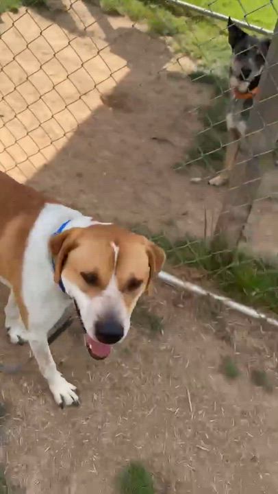 Enlarge Ramen, a ADOPTABLE mixed breed in Somers, CT video 6/6