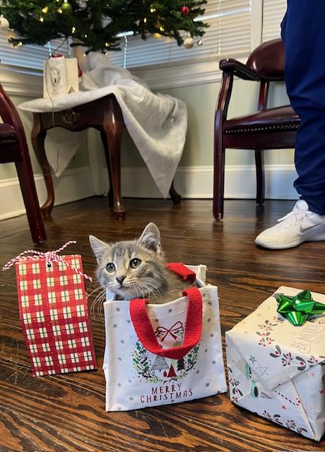Enlarge Hobo Bob, a ADOPTABLE Domestic Short Hair in Harmony, NC image 1/5