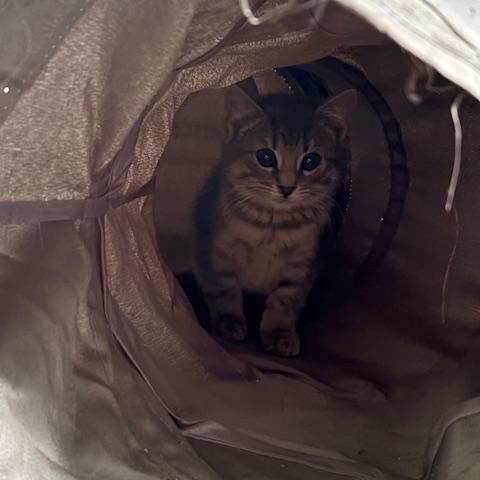 Enlarge Hobo Bob, a ADOPTABLE Domestic Short Hair in Harmony, NC image 2/5