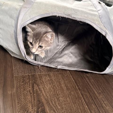 Enlarge Hobo Bob, a ADOPTABLE Domestic Short Hair in Harmony, NC image 3/5