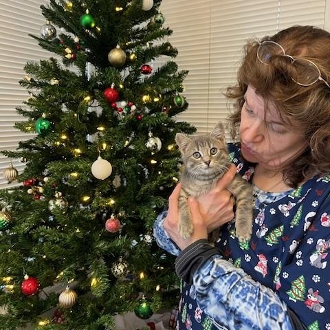 Enlarge Hobo Bob, a ADOPTABLE Domestic Short Hair in Harmony, NC image 4/5