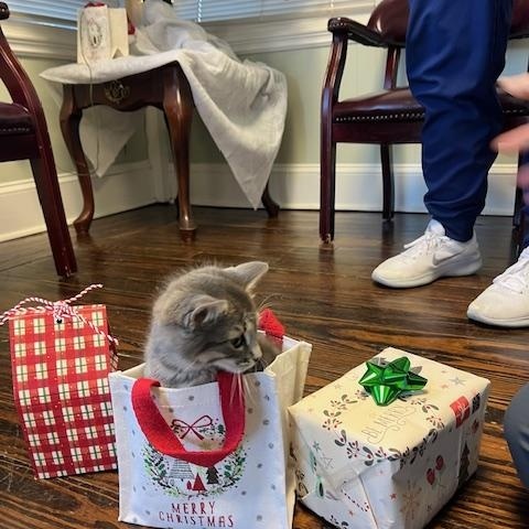 Enlarge Hobo Bob, a ADOPTABLE Domestic Short Hair in Harmony, NC image 5/5