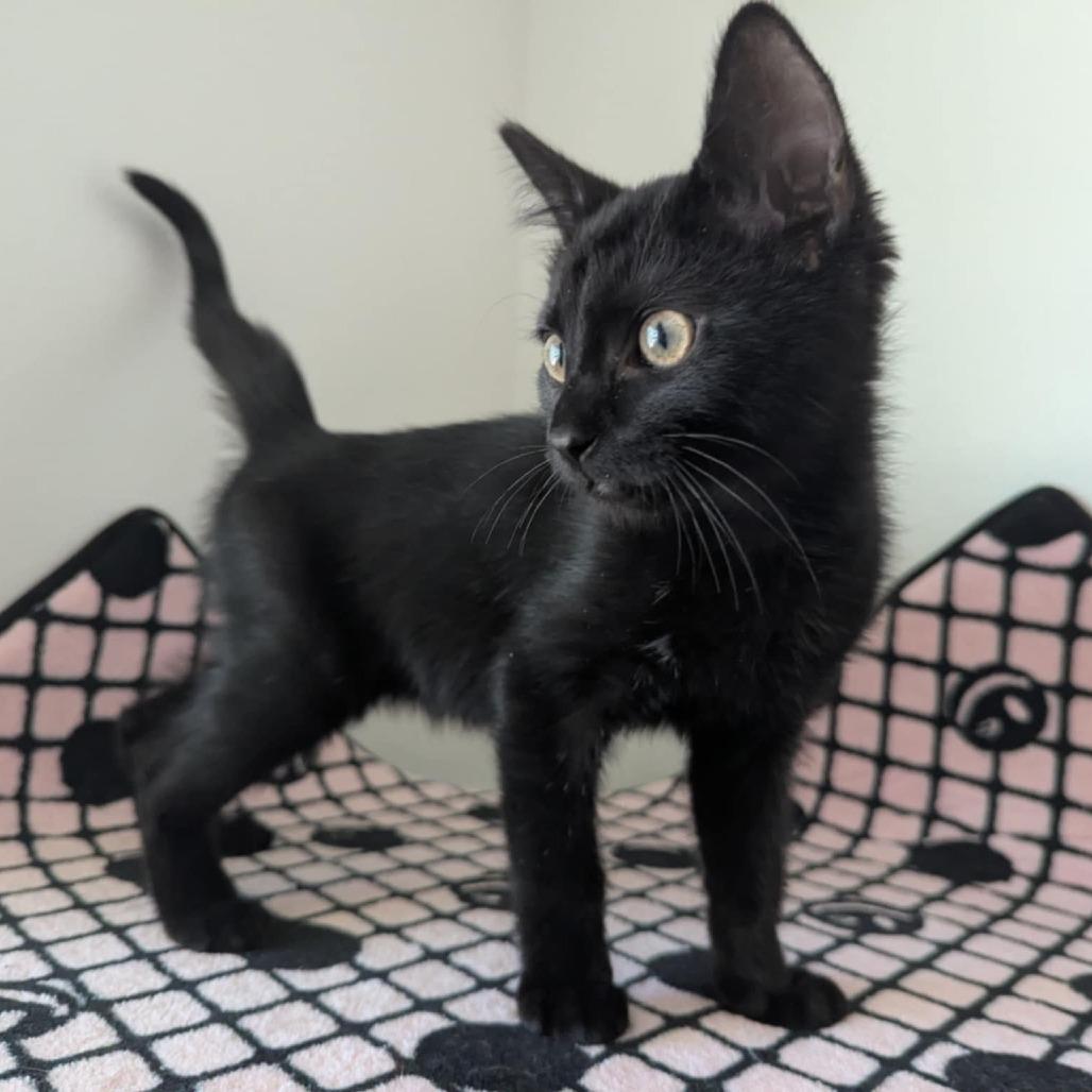 Enlarge TK, a Adoptable Domestic Short Hair in Grantsville, UT image 1/2