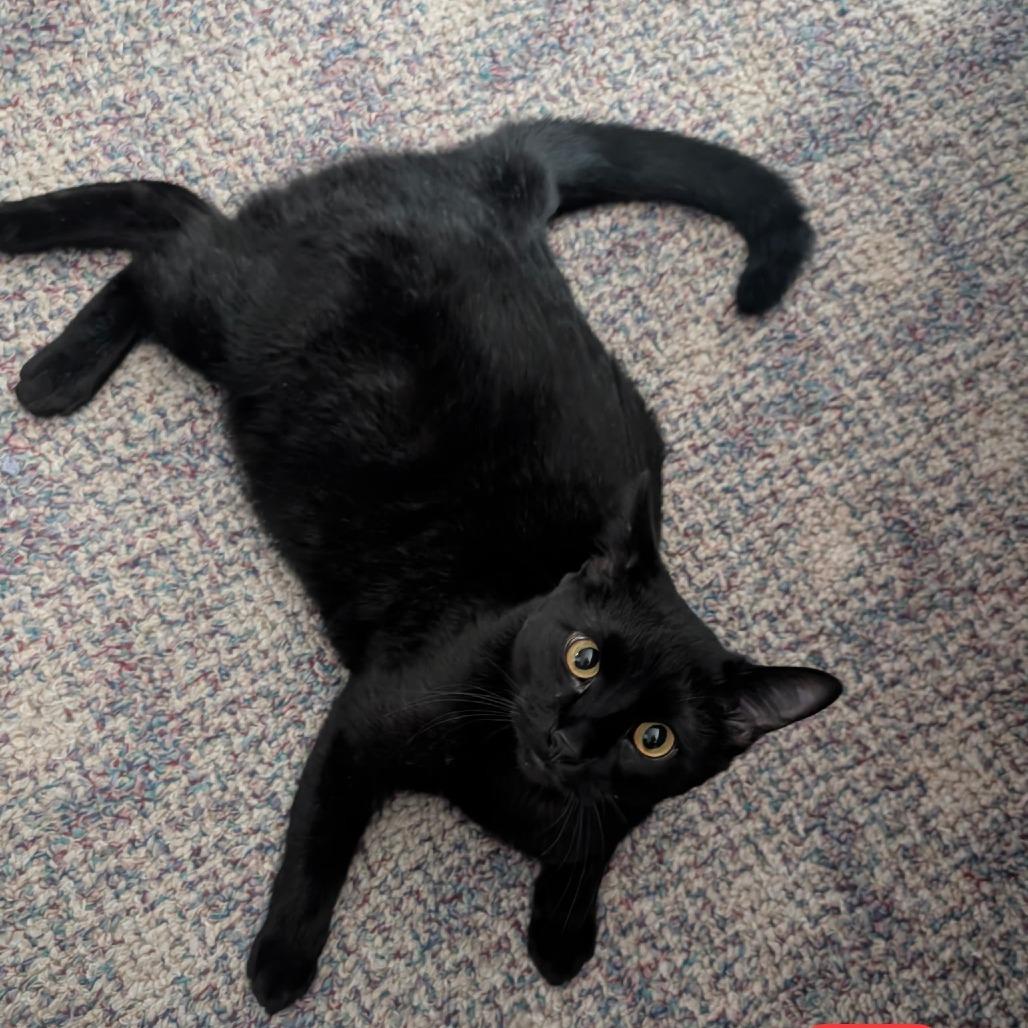 Enlarge TK, a Adoptable Domestic Short Hair in Grantsville, UT image 2/2