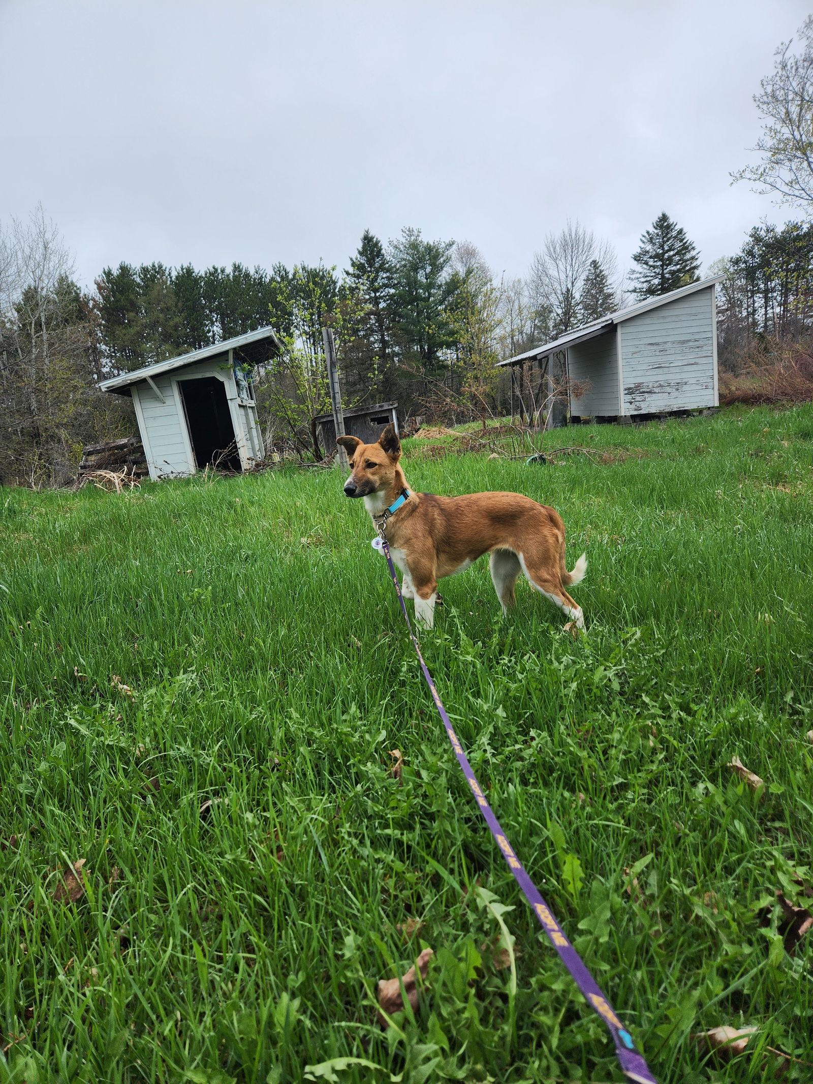 RITA, Adopted, Young Female Whippet & Saluki.