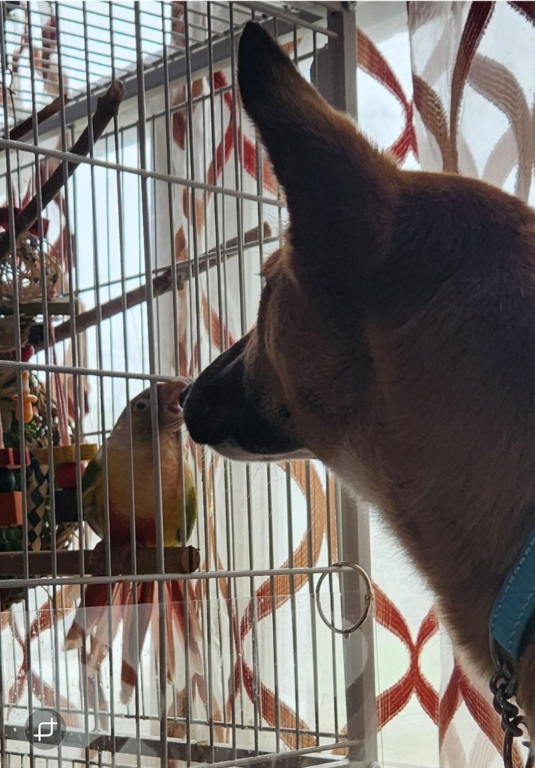 Enlarge RITA, a Adopted mixed breed in Sebec, ME image 2/3