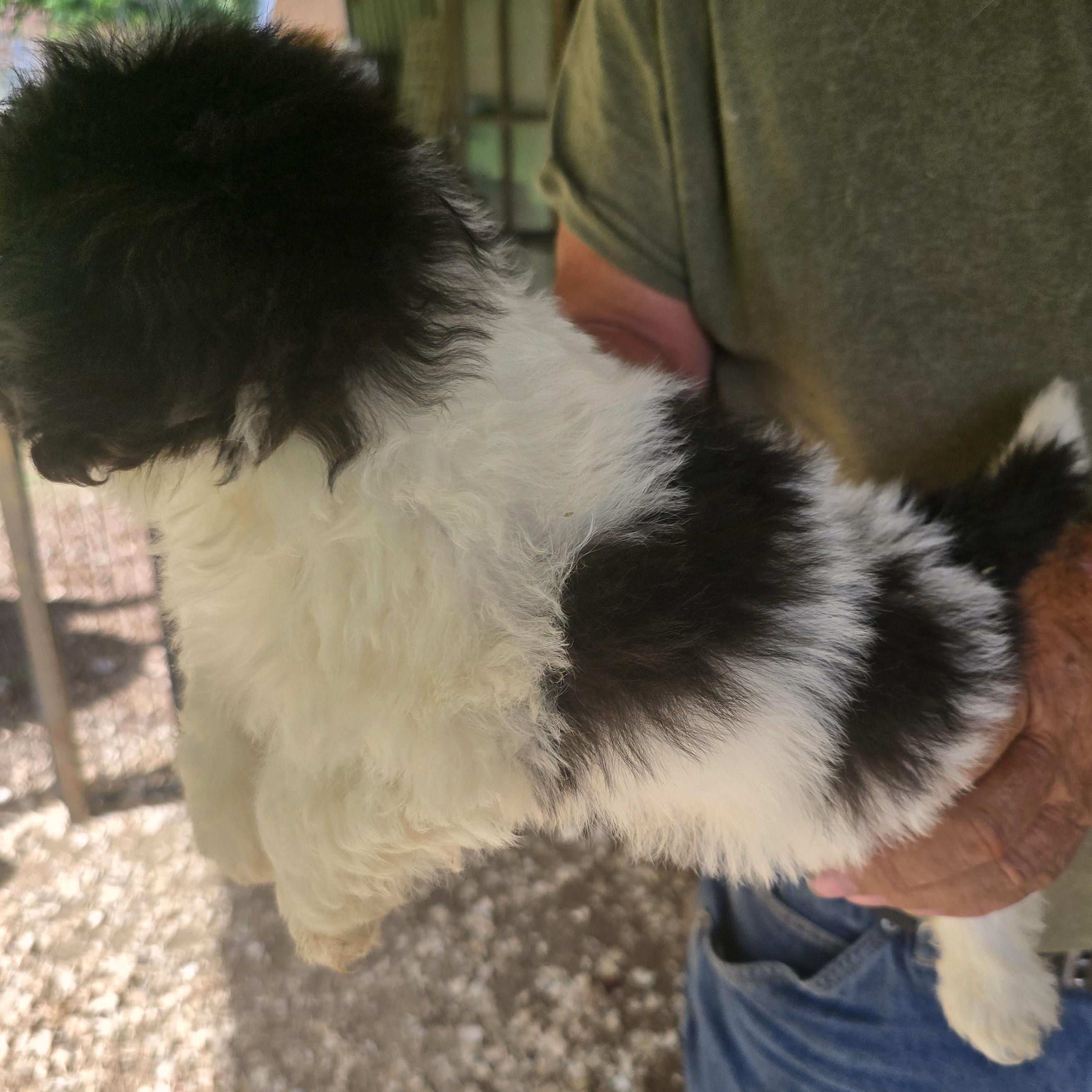 Enlarge Rascal, an adopted mixed breed in Zaleski, OH image 2/2