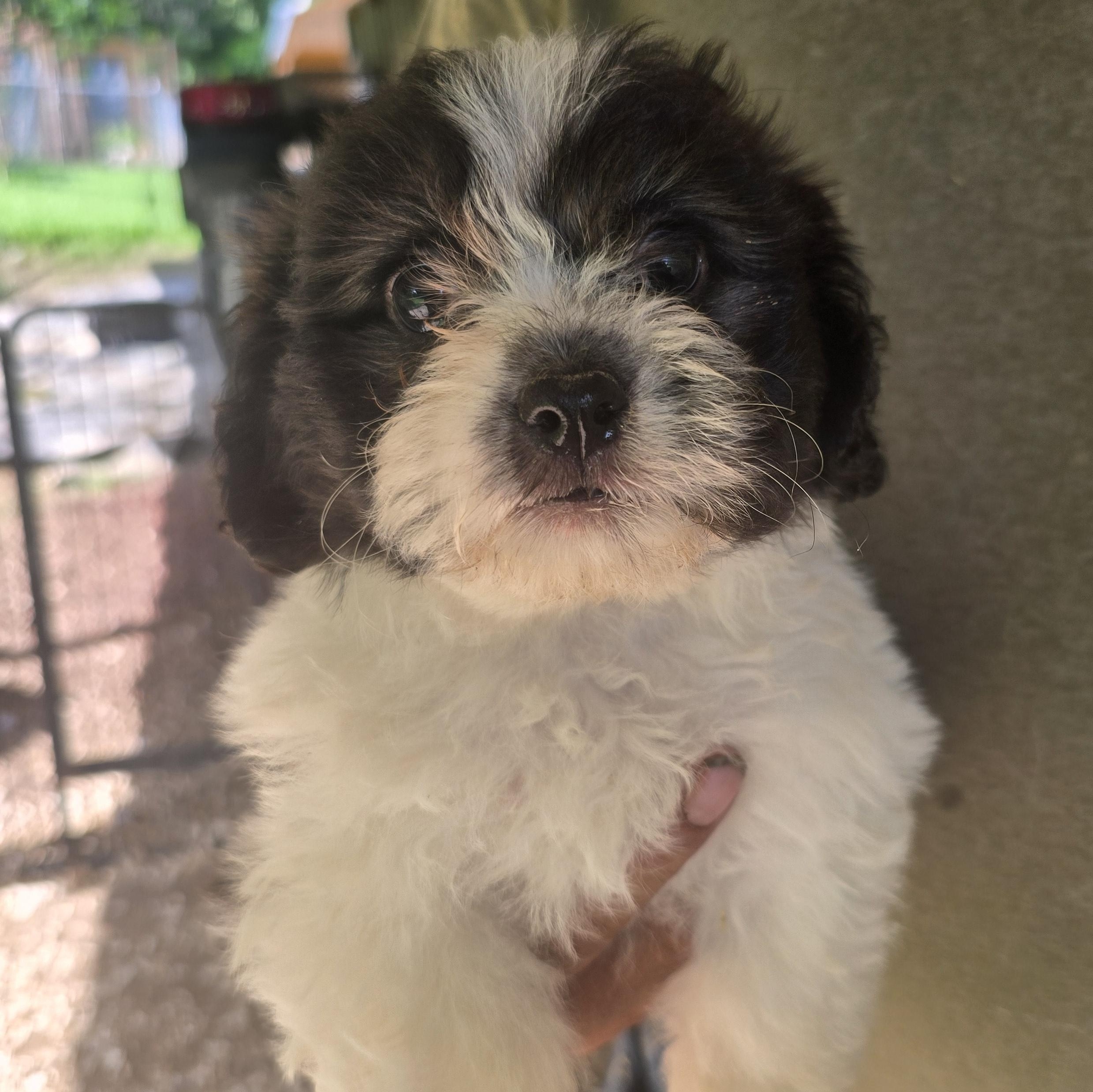 Rascal, adopted, Puppy Male Bichon Frise & Shih Tzu.