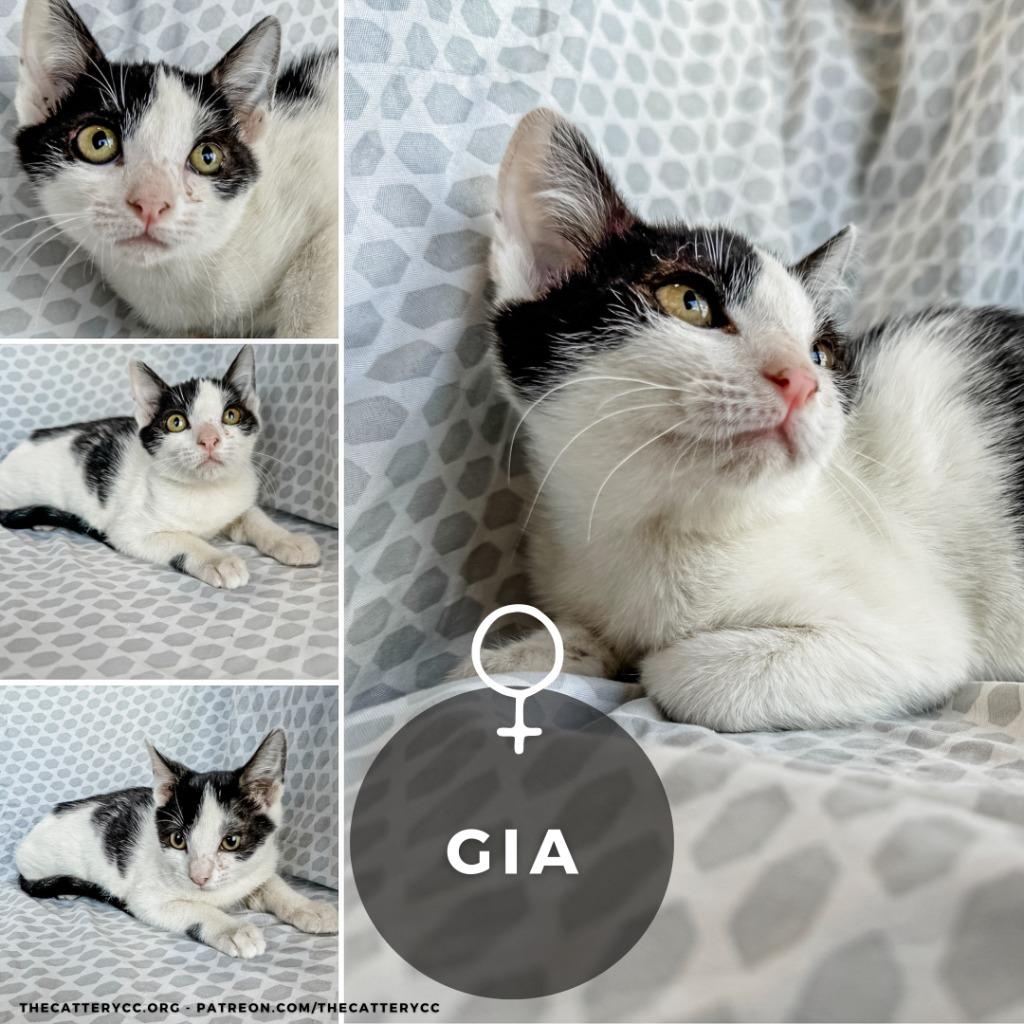 Gia, Adoptable, Young Female Domestic Short Hair.