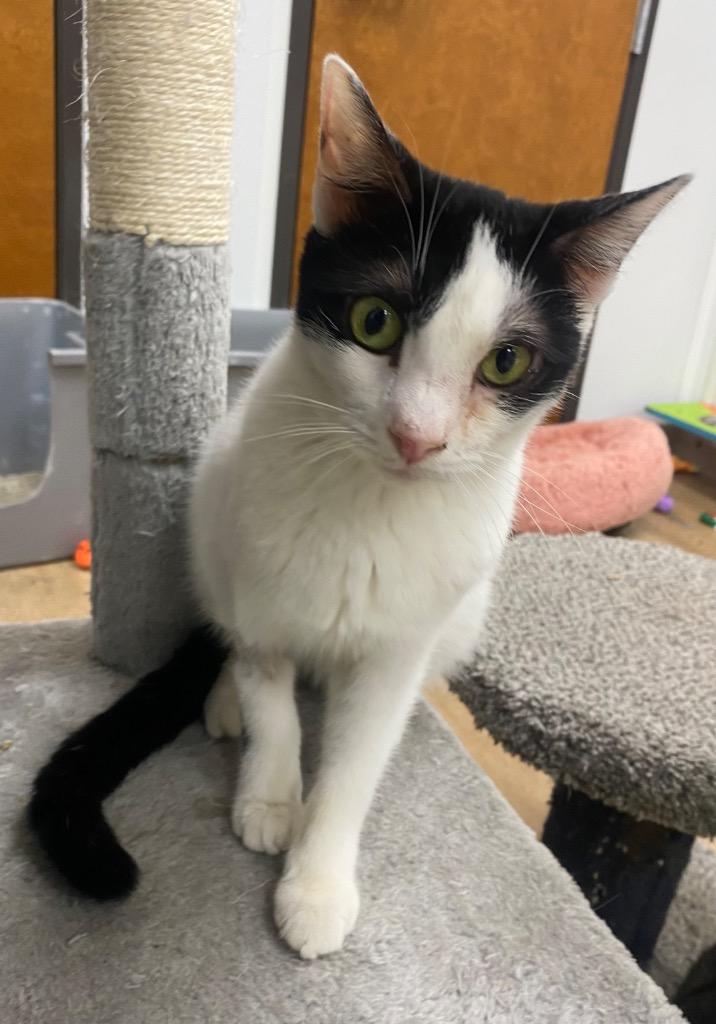 Enlarge Gia, a Adoptable mixed breed in Corpus Christi, TX image 2/2